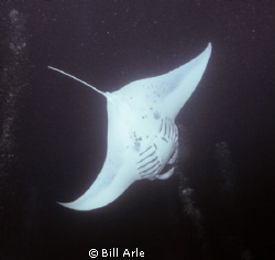 Night manta dive.  Big Island, Hawaii.  Canon G10, Ikelit... by Bill Arle 